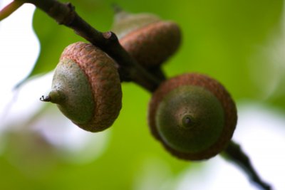 Quercus palustris - dub bahenní - plod